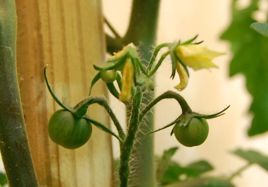 Плодоножка у помидора фото File:Tomato fruit and flowers at day 52.jpg - Wikipedia