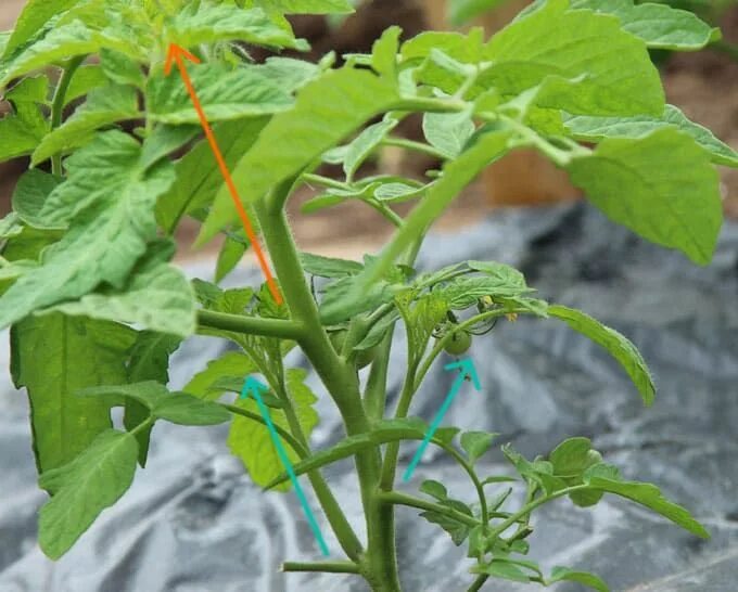 Плодоножка у помидора фото 5 Secrets to Grow Tomatoes: 100 lbs in 20 Square Feet Pruning tomato plants, Gro