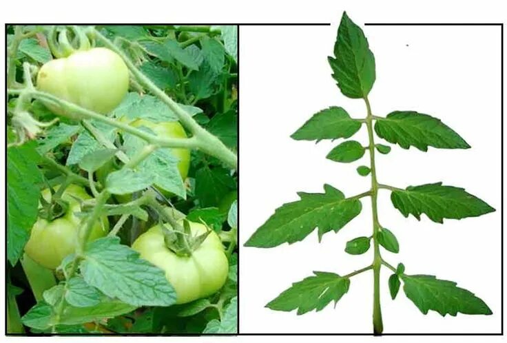 Плодоножка у помидора фото Kamatis / Lycopersicum esculentum/ Tomato: Philippine Medicinal Herbs / Philippi