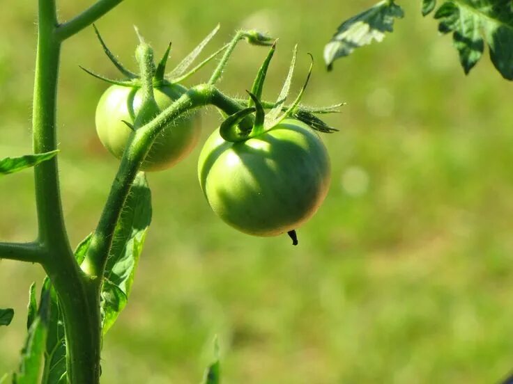 Плодоножка у помидора фото Cuándo y cómo regar los tomates Cultivar tomates, Tomate, Regue
