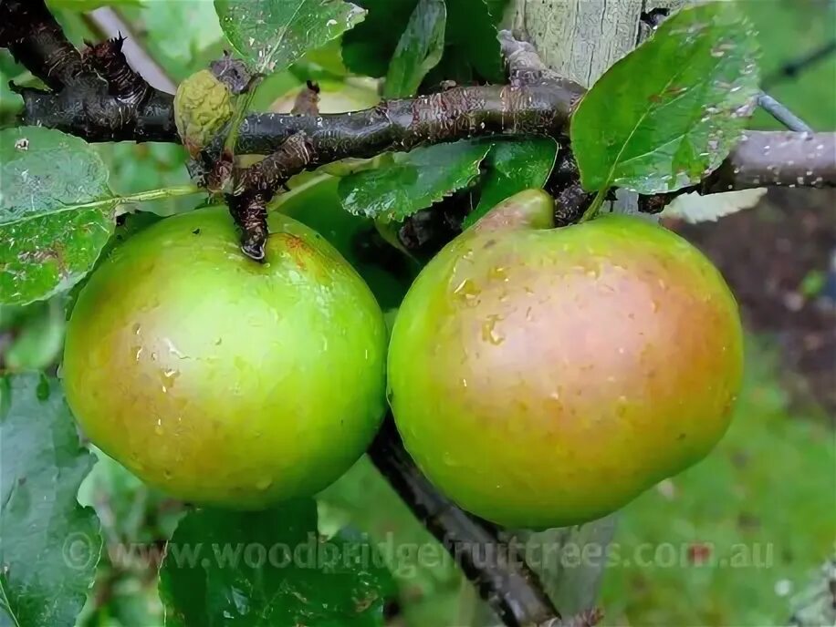 Плодоножка у яблока фото Bramley's Seedling Dwarfing - Woodbridge Fruit Trees