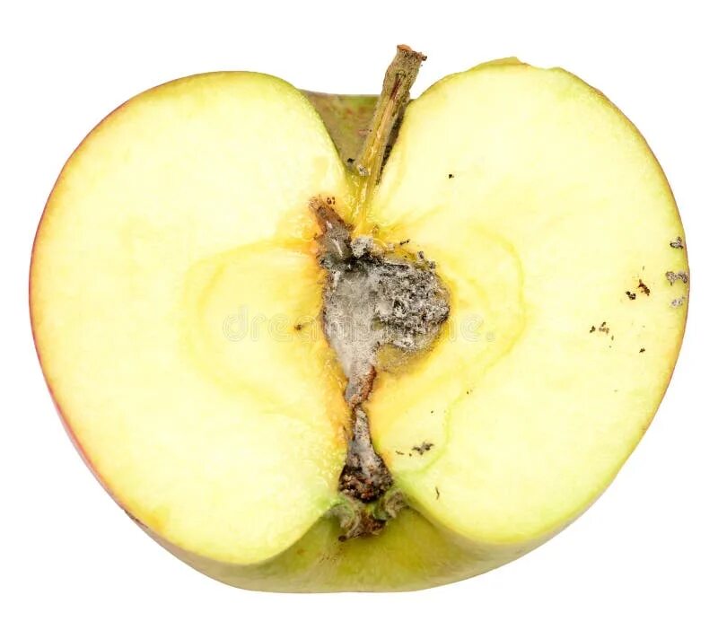 Плодоножка у яблока фото Rotten apple stock image. Image of nature, isolated, parasite - 26799063