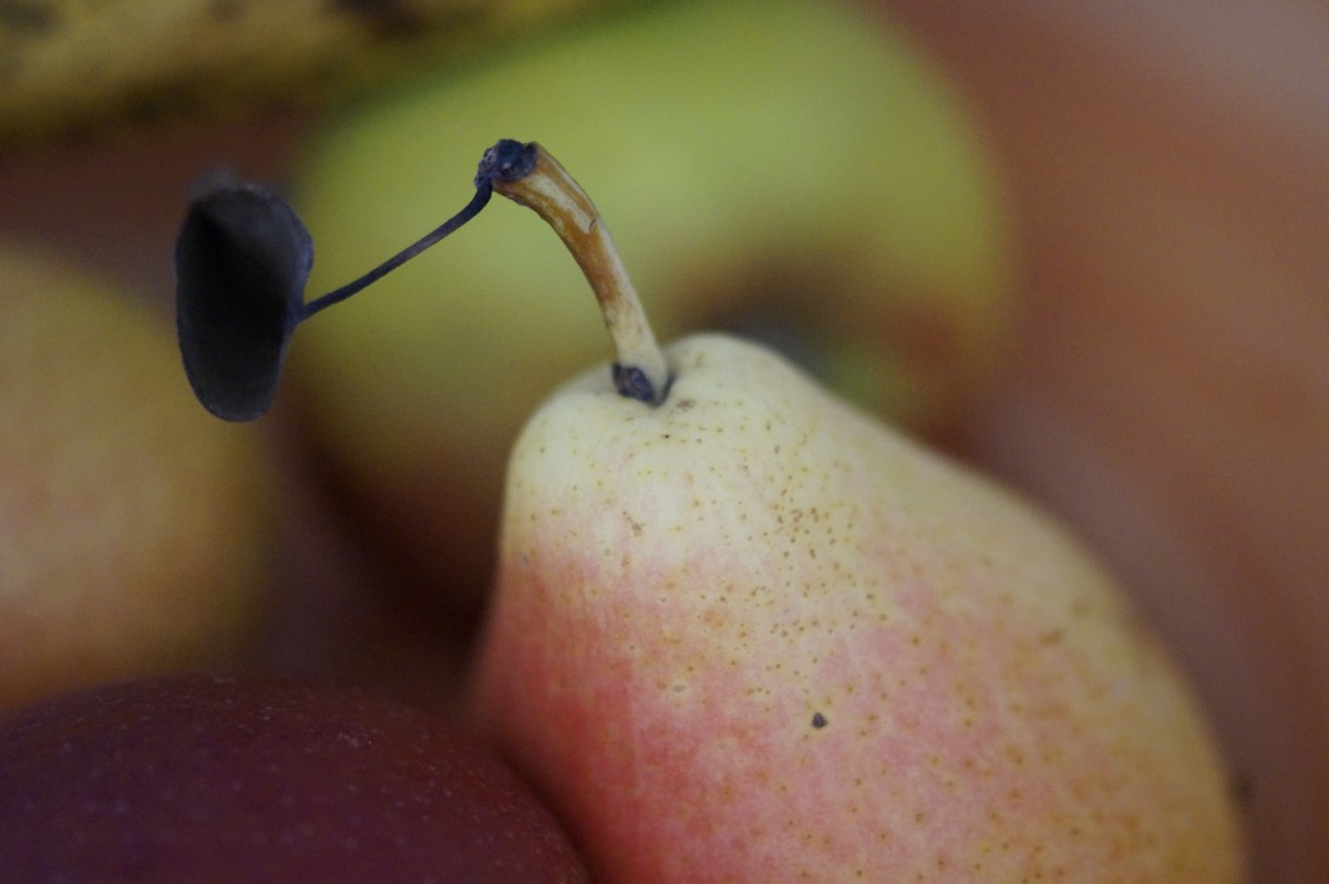 Плодоножка у яблока фото Free Images : fruit, leaf, flower, food, produce, pear, healthy, flora, deliciou