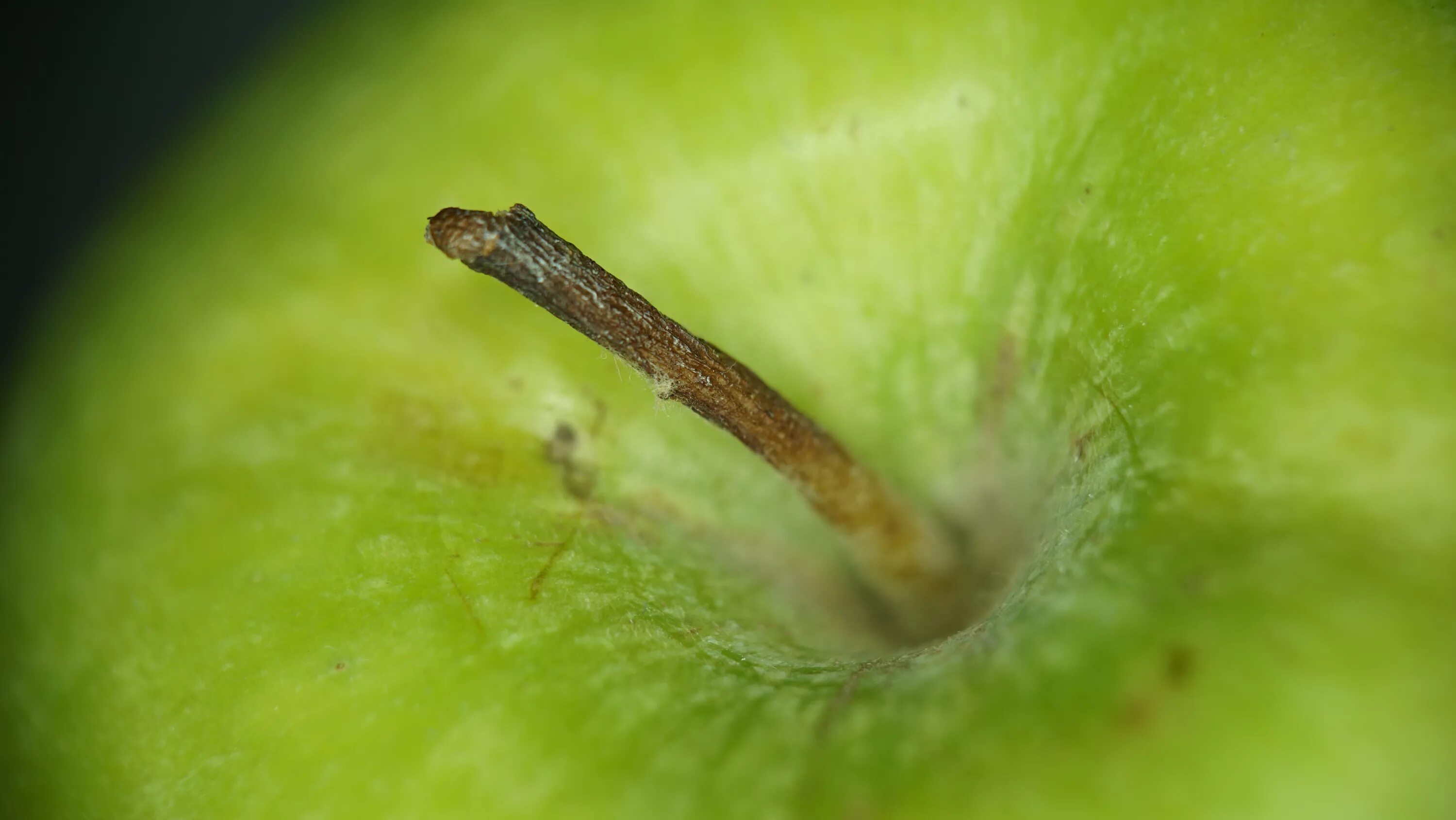 Плодоножка у яблока фото Free Images : apple, fruit, leaf, flower, green, produce, amphibian, flora, clos