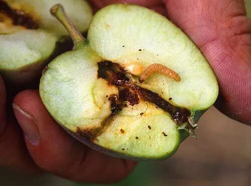 Плодоножка у яблока фото Файл:Madige-Apfel-Frucht.jpg - Вікіпедыя