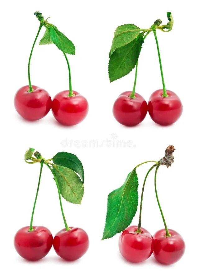 Плодоножка вишни фото Cherry stock image. Image of closeup, berry, collection - 35769835