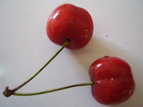 Плодоножка вишни фото Red cherries Photos in .jpg format free and easy download unlimit id:199404