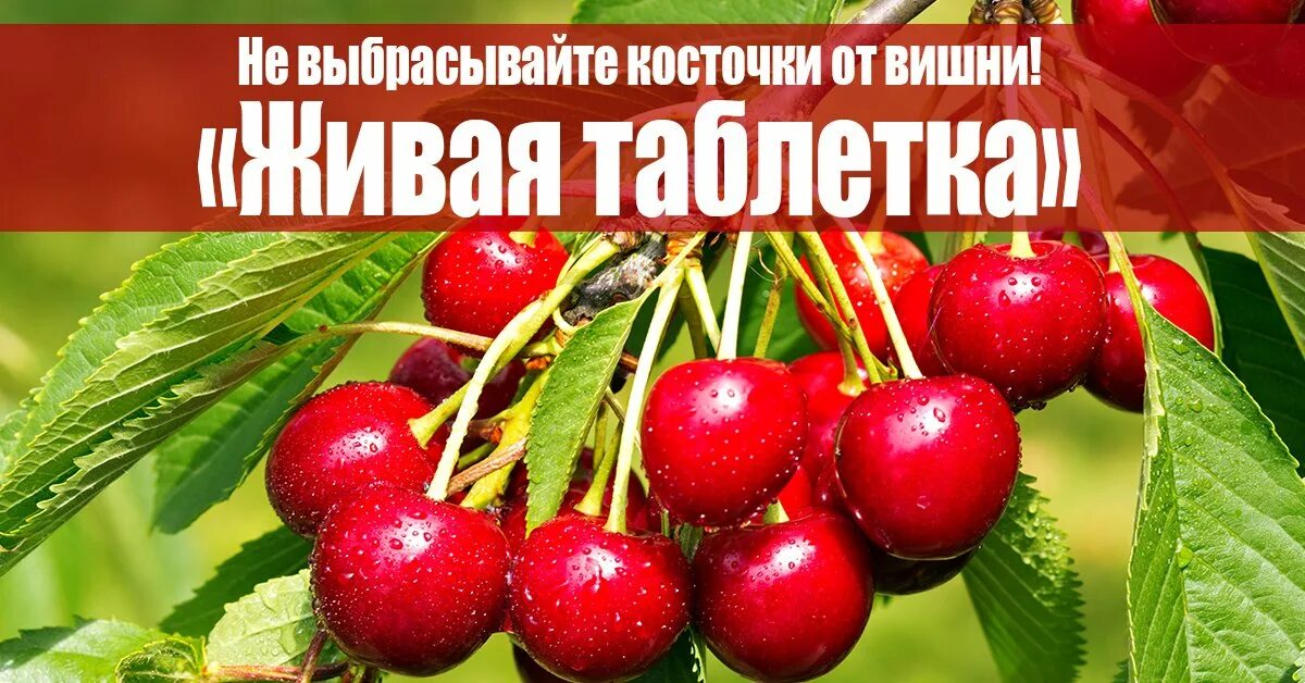 Плодоножка вишни фото Летит вишневой косточкой песня: найдено 79 изображений