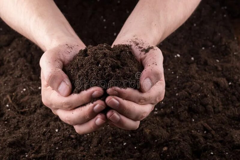 Плодородная земля фото Soil in hands stock photo. Image of dirty, concept, hands - 71305698