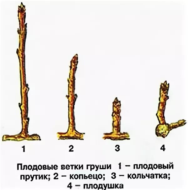 Плодовая почка у груши фото Строение груши, биопортрет, прививка груши