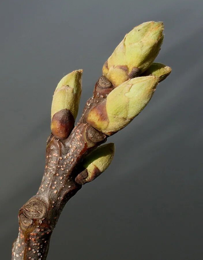 Плодовая почка у груши фото Castanea sativa - Image of an specimen - Plantarium