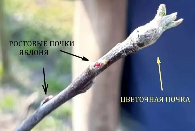 Плодовая почка у груши фото ПЛОДОВАЯ ИЛИ РОСТОВАЯ? КАК ОТЛИЧИТЬ ДРУГ ОТ ДРУГА ДАЧНЫЙ УЮТ Дзен