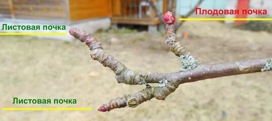 Плодовая почка у груши фото Как отличить цветочную, плодовую почку от листовой у яблони?
