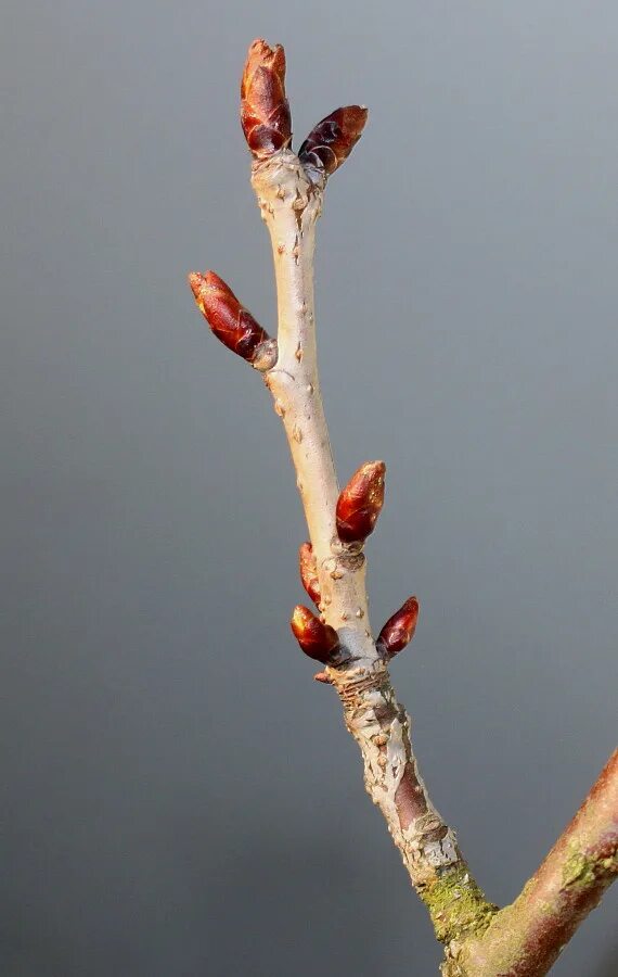 Плодовая почка у груши фото Cerasus avium - Image of an specimen - Plantarium