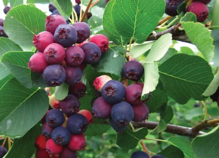 Плодово ягодные кустарники фото Plant Spotlight: The Joyful Juneberry (Amelanchier spp) in 2022 Long blooming pe