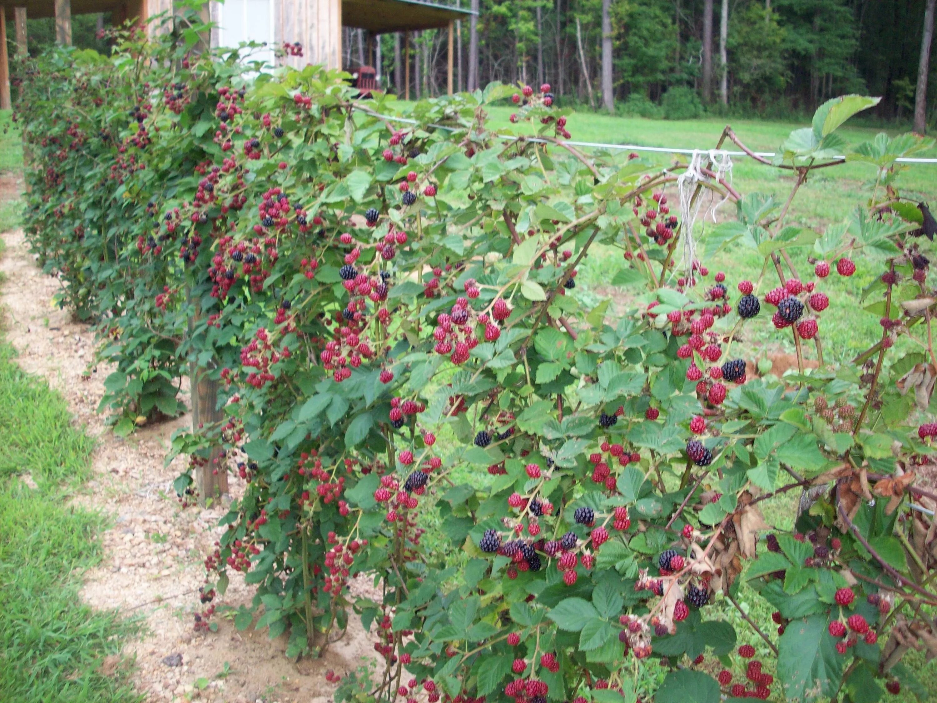 Плодово ягодные кустарники фото Doyle's Thornless Blackberry Plante, Jardins, Arbuste