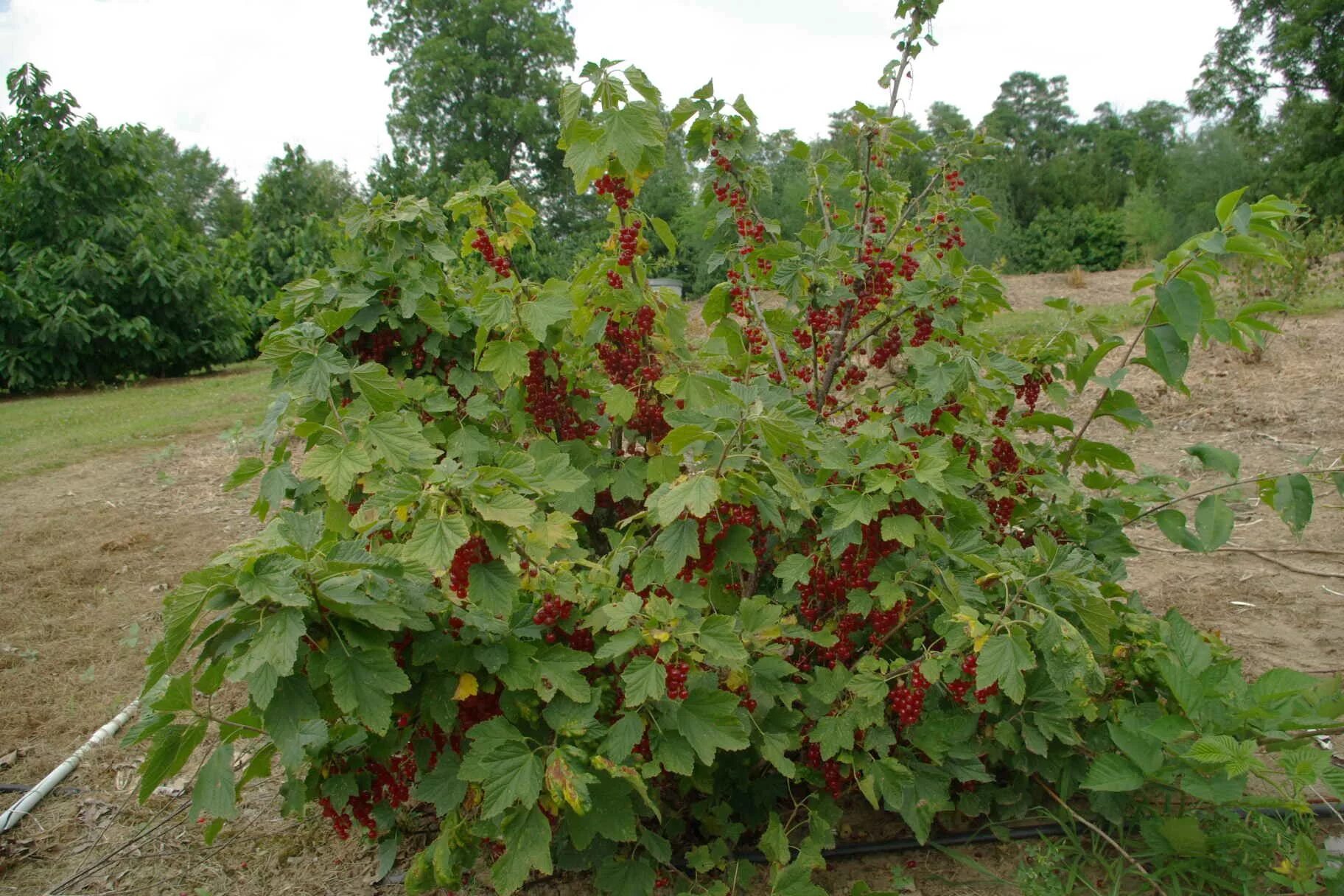 Плодово ягодные кустарники фото Red Currants Fruit garden, Plants, Shade plants