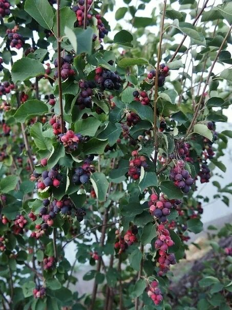 Плодово ягодные кустарники фото Tips for getting an IRG If your Irga has swung up to 3 - 4 m, and all the berrie