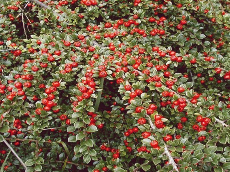 Плодово ягодные кустарники фото Ягодный кустарник eCookie.ru