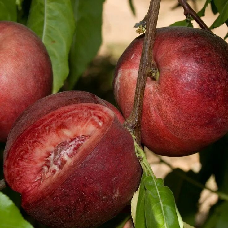 Плодовое дерево шарафуга фото Arctic Glo White Nectarine Tree (Semi-dwarf)