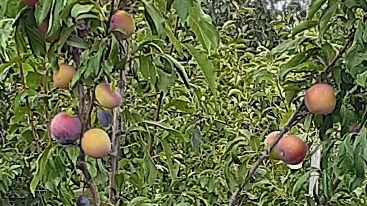 Плодовое дерево шарафуга фото Вот такая она "шарафуга"