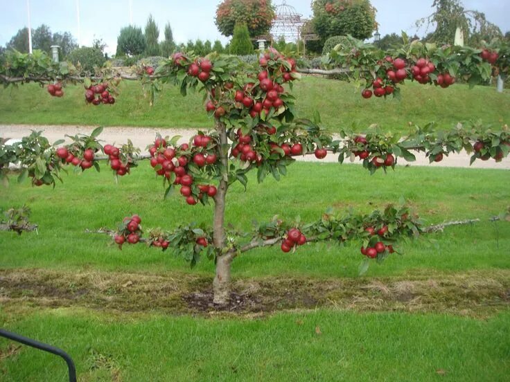 Плодовые деревья для сада фото с названиями Pin by dot jamison on Garden Espalier Veggie garden, Growing food, Fruit trees