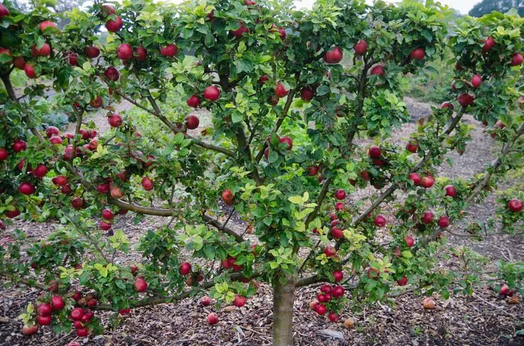 Плодовые деревья для сада фото с названиями Summer fruit pruning is mostly carried out on trained apples and pears - cordons