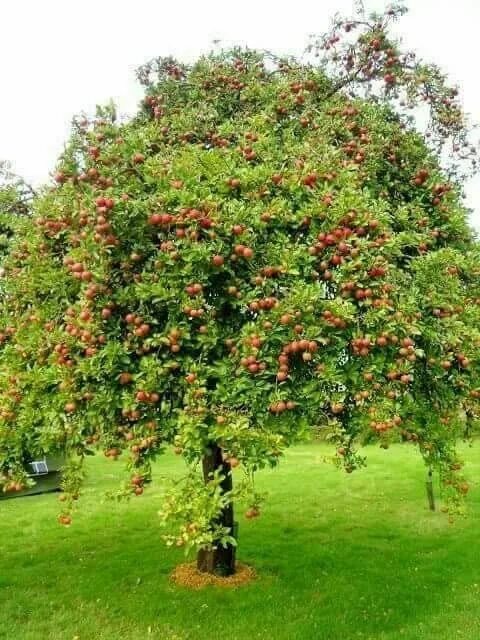 Плодовые деревья для сада фото с названиями Bahçecilik Fruit garden, Trees to plant, Fruit trees