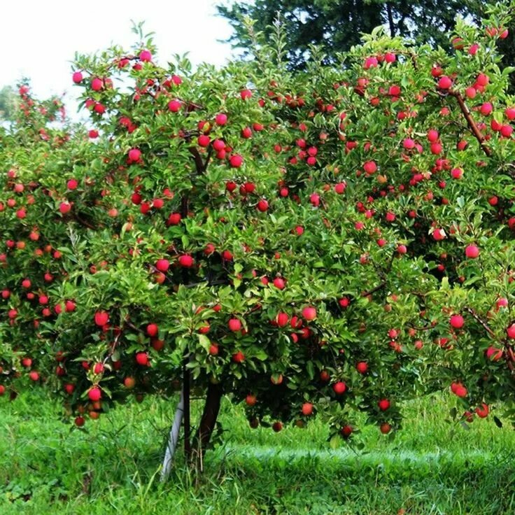 Плодовые деревья для сада фото с названиями Pin di Laure Peeters su Fruit Festival Fiori, Giardinaggio