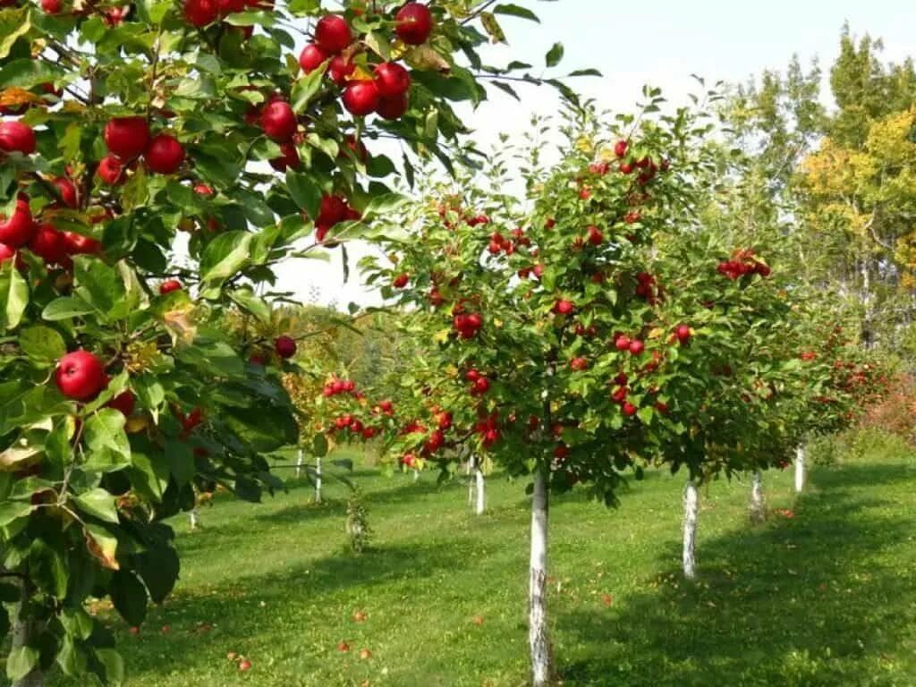 Плодовые деревья для сада фото с названиями Growing Garden Fruit Trees Arvore de frutas, Árvores frutíferas, Design de jardi