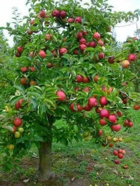 Плодовые деревья для сада фото с названиями Benja Buz - Benja Buz added a new photo. Fruit garden, Fruit tree garden, Espali