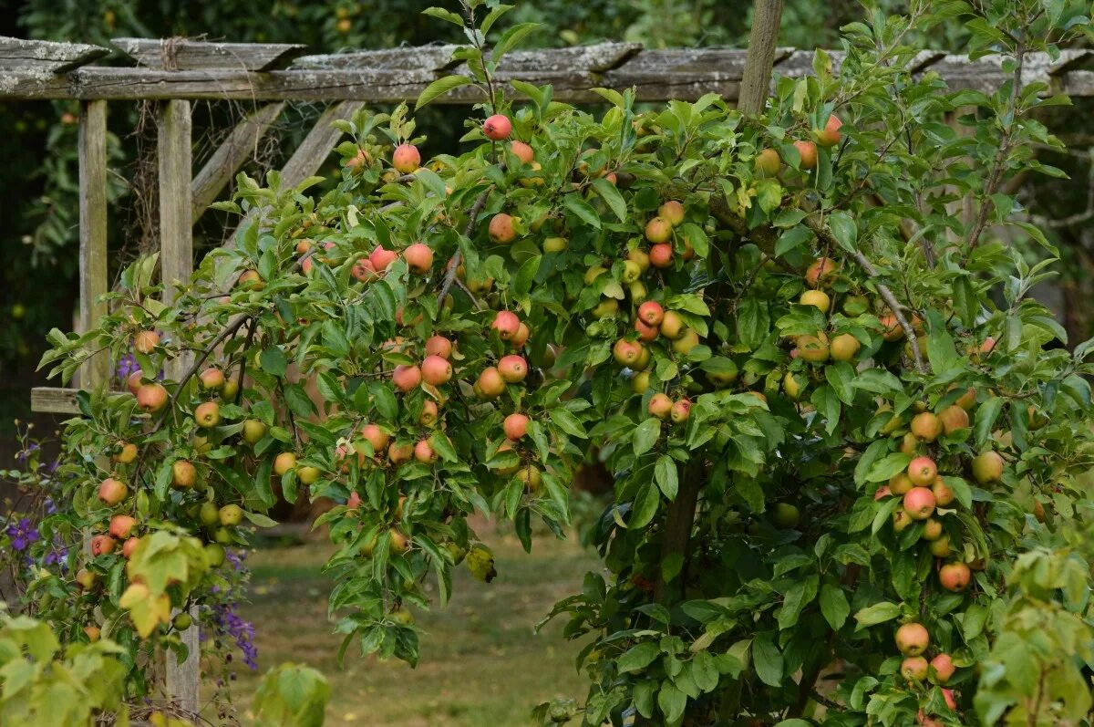 Плодовые деревья для сада фото с названиями Free Images : flower, ripe, food, harvest, produce, evergreen, shrub, fruit tree
