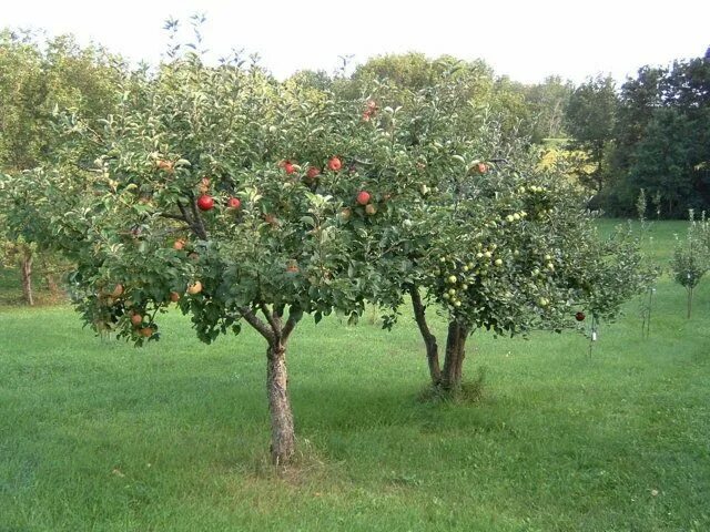 Плодовые деревья фото Pin by Rebekah Wrye on Educational Technology Think Bank Fruit trees, Dwarf frui