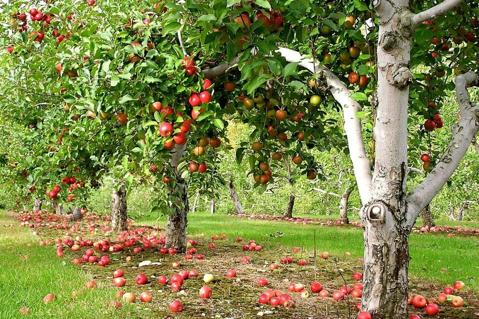 Плодовые деревья фото Кора на яблоне начала трескаться: способы лечения цитоспороза Блог о ландшафтном