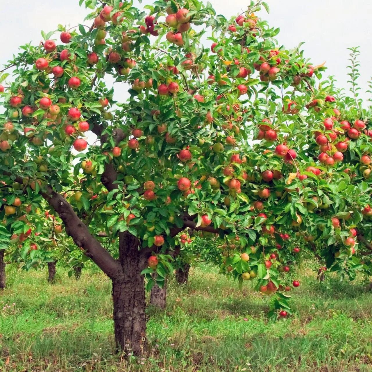 Плодовые деревья фото Молодильная стрижка яблони. Март - последний срок Planting fruit trees, Fruit ga