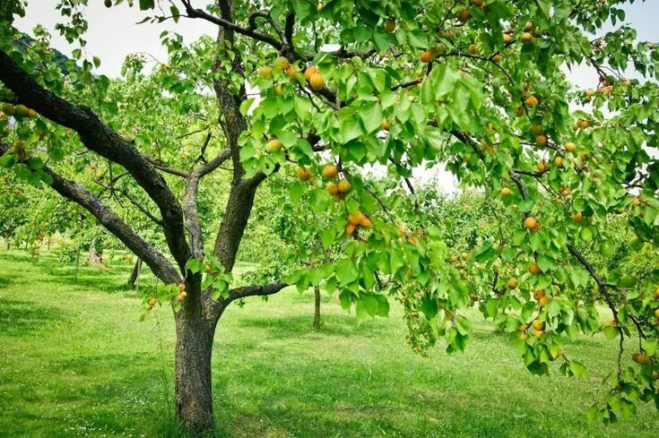 Плодовые деревья фото Какие садовые растения нельзя сажать рядом? Garden trees, Tree, Edible garden