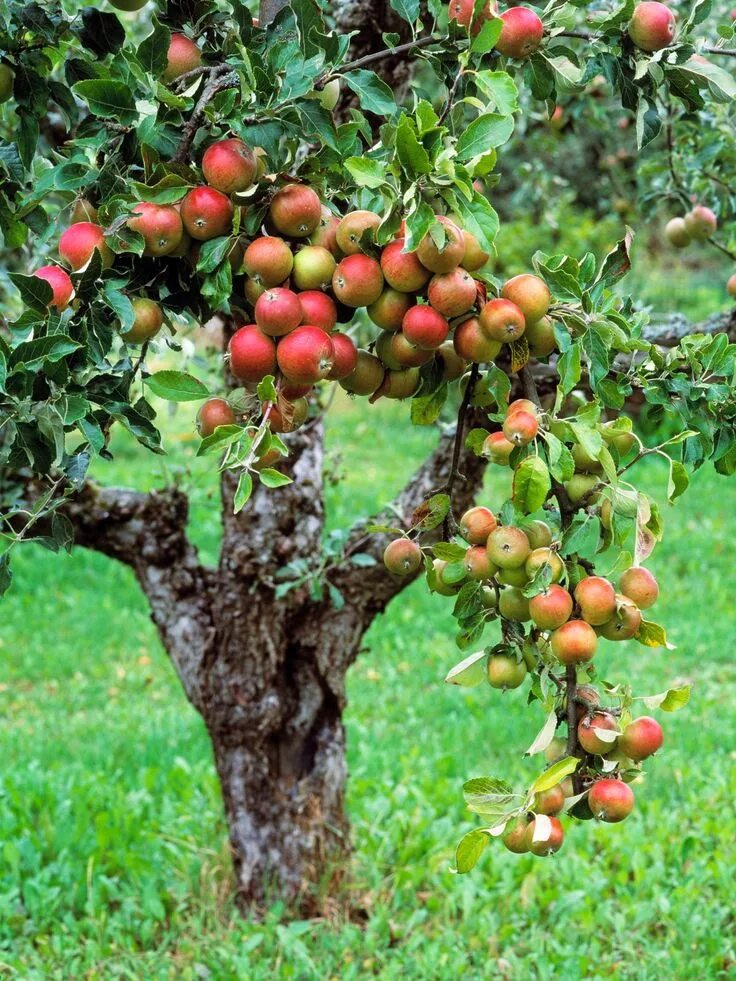 Плодовые деревья фото и названия Home Orchard Layout Tips Growing fruit trees, Fruit garden, Edible garden