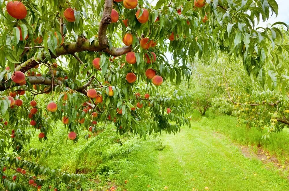 Плодовые деревья фото и названия Tailler un arbre fruitier Fruit trees, Peach trees, Tree seeds