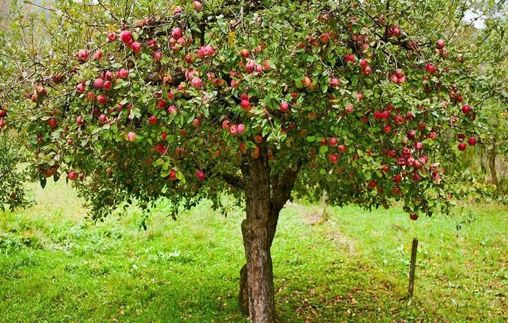 Плодовые деревья фото и названия Nathen Mixon on Twitter Growing apple trees, Fruit trees, Organic gardening tips