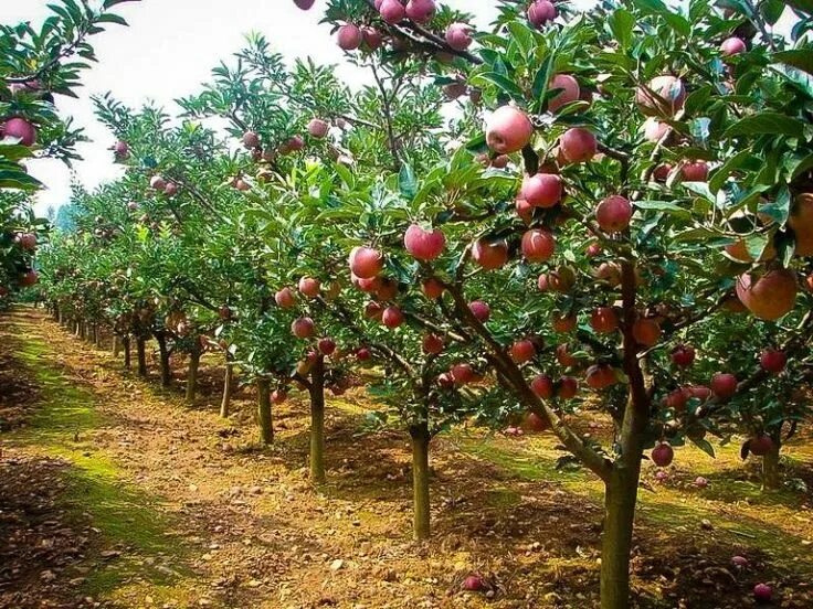 Плодовые деревья фото и названия Fuji Apple Tree Apple tree from seed, Apple plant, Apple garden