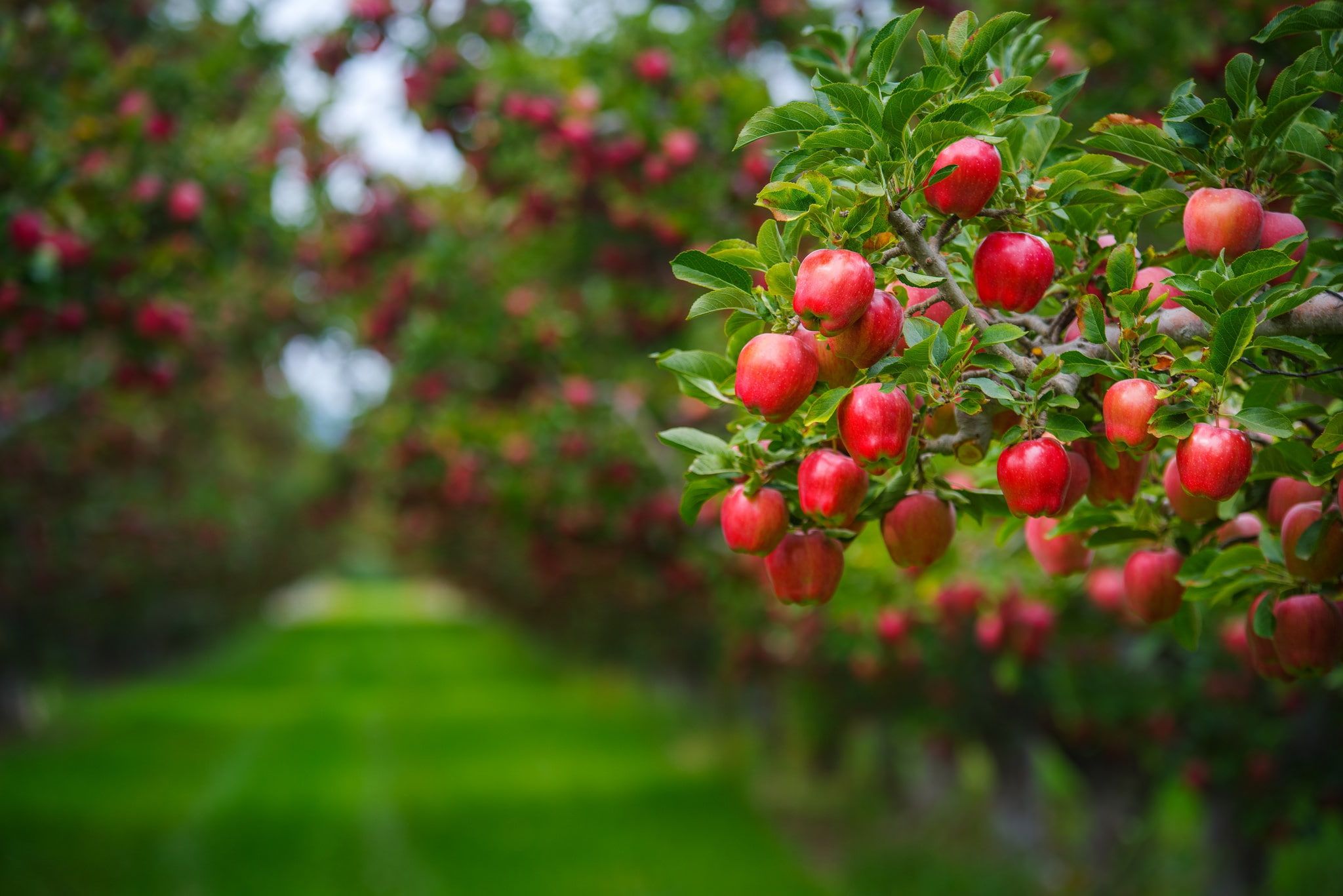Плодовые деревья фото и названия #summer #leaves #branches #background #tree #lawn #apples #food #beauty #garden 