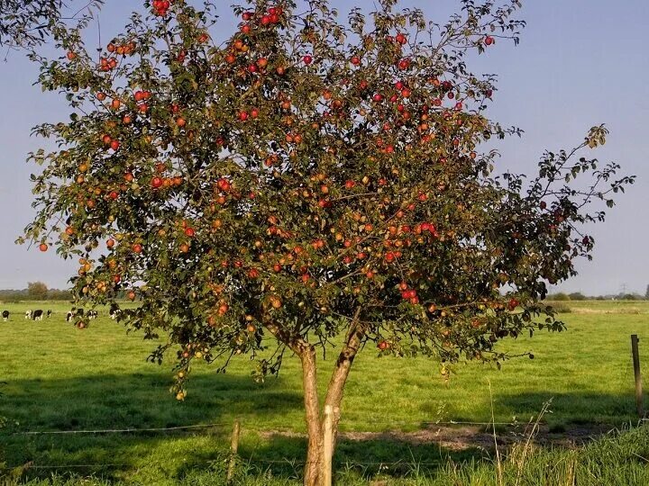 Плодовые деревья фото и названия 9 Fastest Growing Fruit Trees for Your Backyard Growing fruit trees, Fast growin
