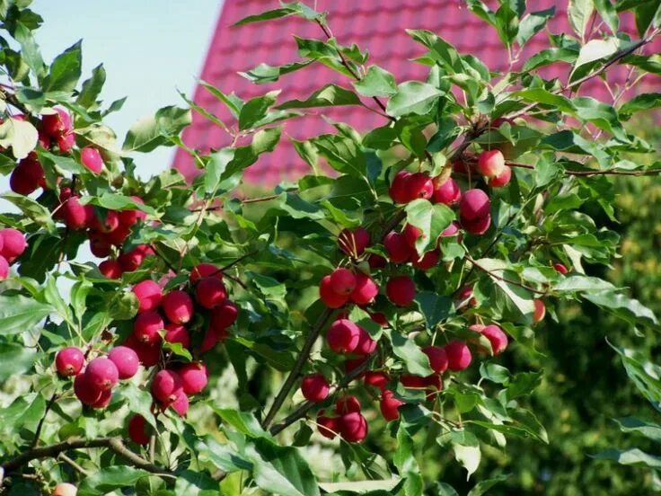 Плодовые деревья и кустарники фото Плодовый сад: от мечты до реальности Сад, Огород, Мечта