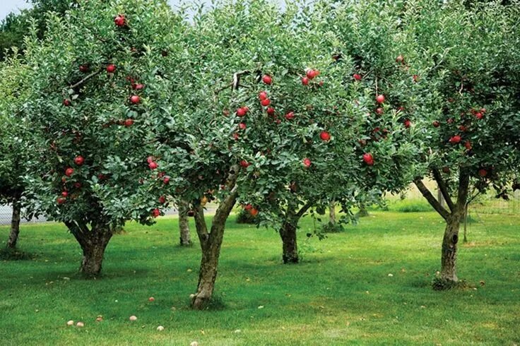 Плодовые деревья и кустарники фото Page not found Tree garden design, Orchard garden, Apple tree gardening