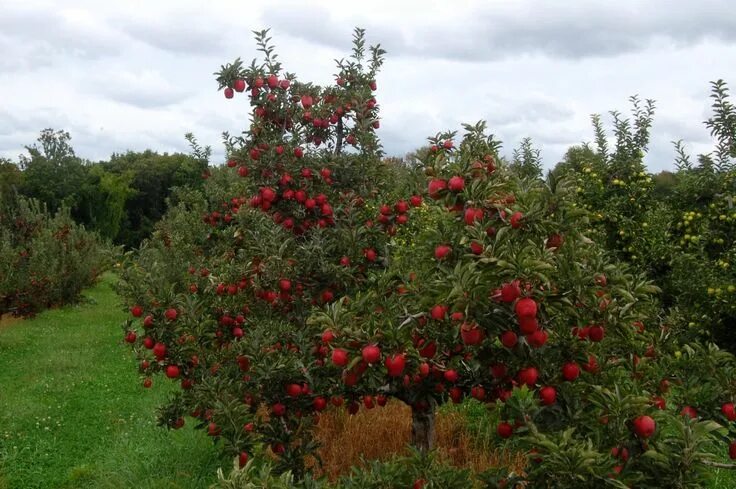 Плодовые деревья и кустарники фото Semez une prairie fleurie au pied de vos fruitiers et la nature vous le rendra. 