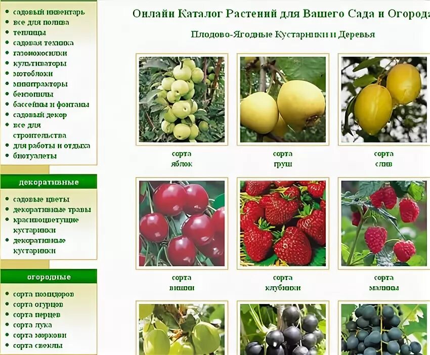 Плодовые деревья и кустарники фото и названия Садовые кустарники ягодные фото, видео - 38rosta.ru