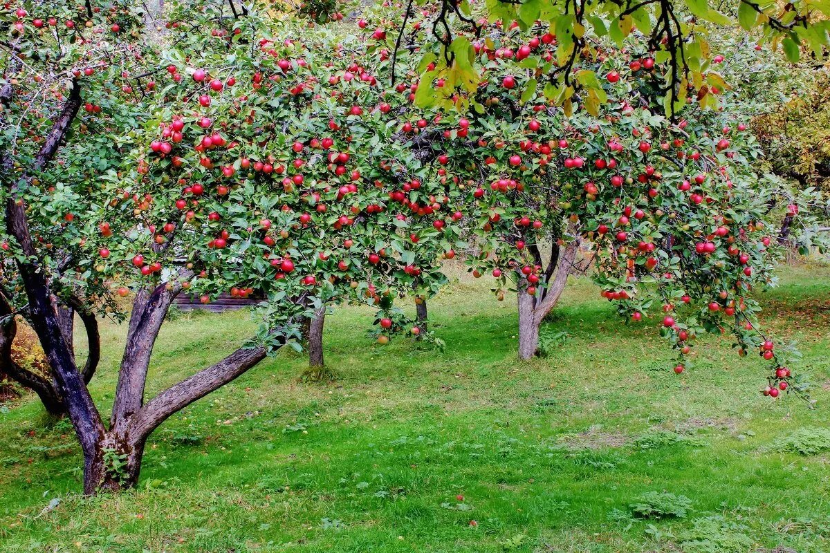 Плодовые деревья и кустарники фото и названия Картинки ПЛОДОВЫЕ ДЕРЕВЬЯ В МАЕ