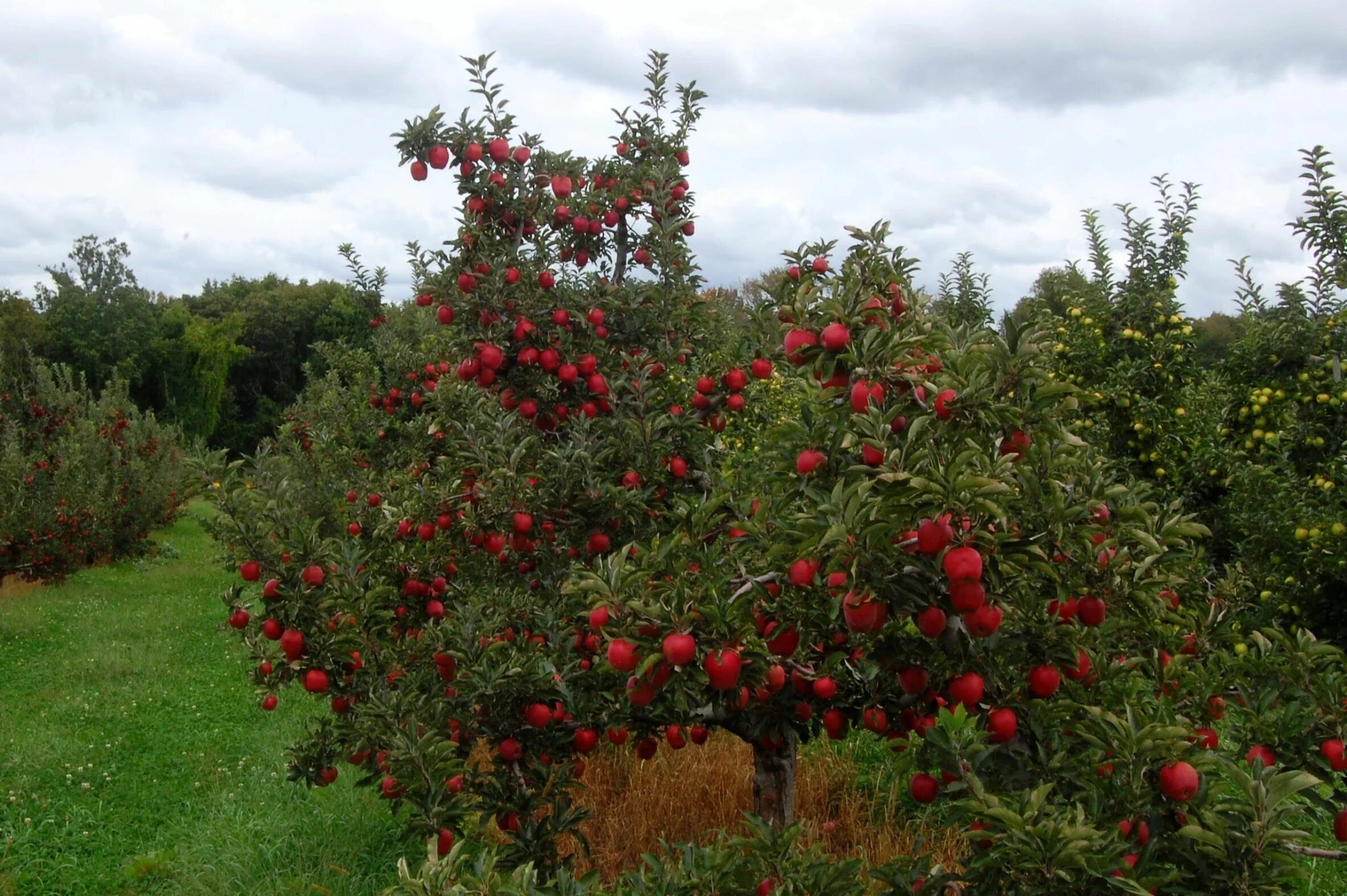 Плодовые деревья и кустарники фото и названия Semez une prairie fleurie au pied de vos fruitiers et la nature vous le rendra. 