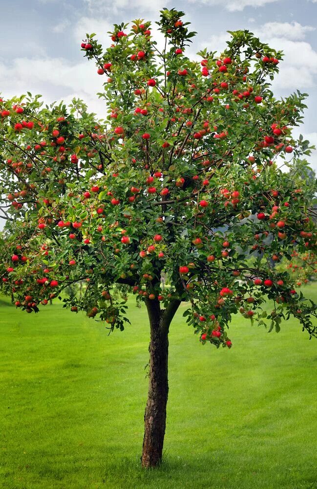 Плодовые деревья и кустарники фото и названия How to Grow an Apple Tree Trees to plant, Dream garden, Apple garden