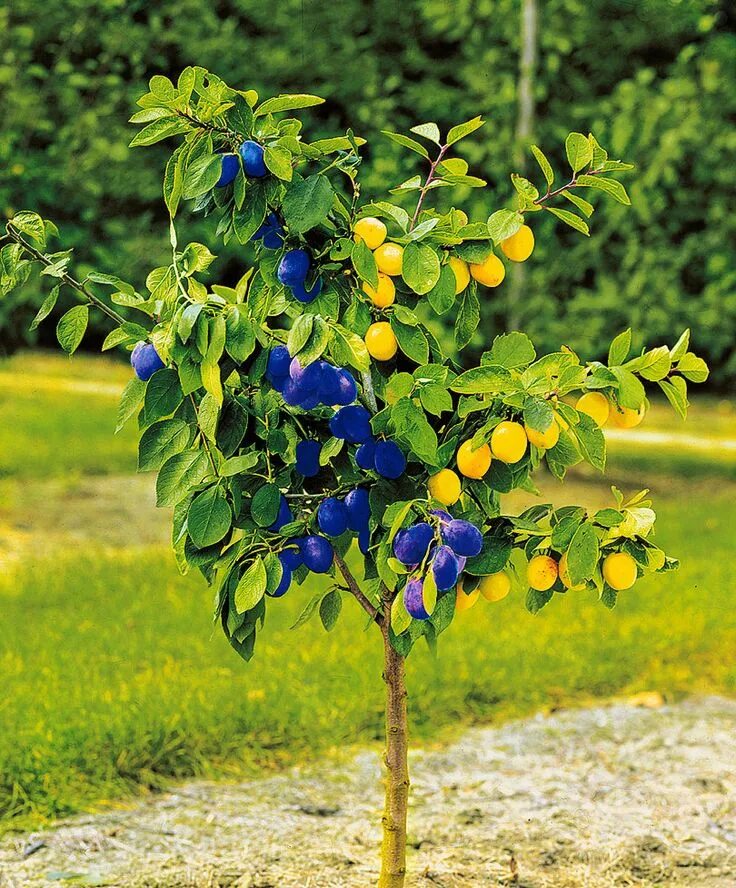 Плодовые деревья и кустарники фото и названия Duofruit, Prunus domestica 'Bleue de Belgique' + 'Reine Claude d'Oullins' Fruit 